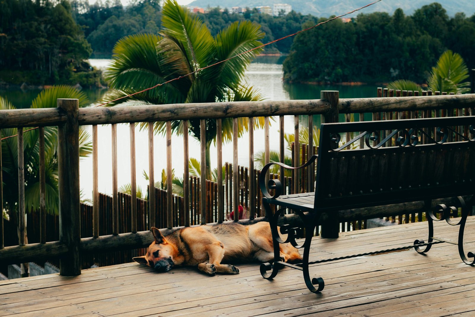 A German Shepherd sleeping on a wooden deck by a lake in Guatape, Colombia.